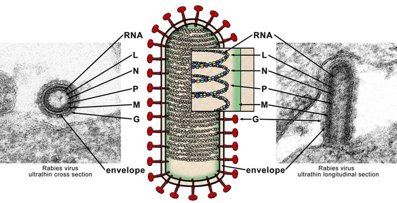 Virus dại có hình viên đạn đặc trưng, tấn công trực tiếp vào hệ thần kinh trung ương của con người.