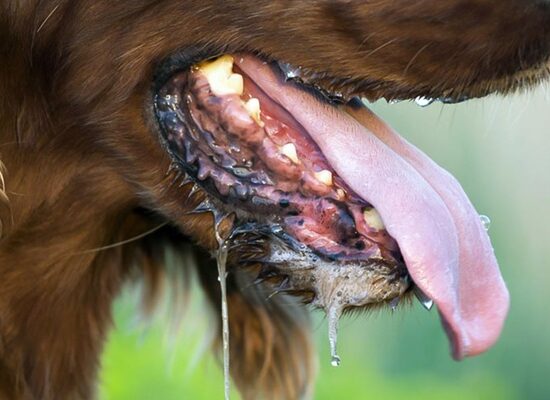 Bệnh dại có chữa được không? Giải đáp từ chuyên gia