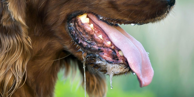 Theo dõi các biểu hiện bất thường của thú cưng để kịp thời phát hiện nguy cơ lây nhiễm virus dại trong cộng đồng.